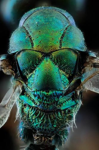 Lamprotatus sp.